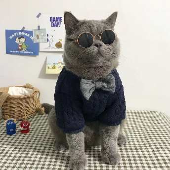   【ペット】無地 リボン 定番シンプル 保温性 犬猫用 ペット服  